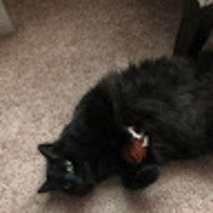 Meet your Posher, Jordan